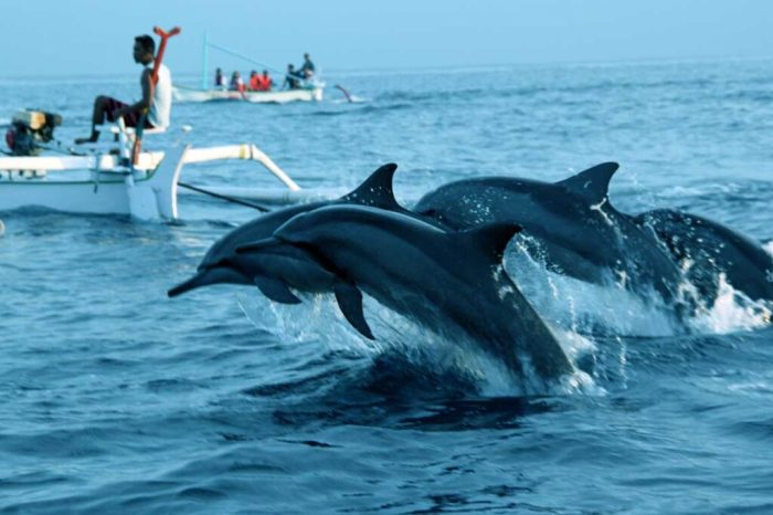 Bali Dolphin Tour